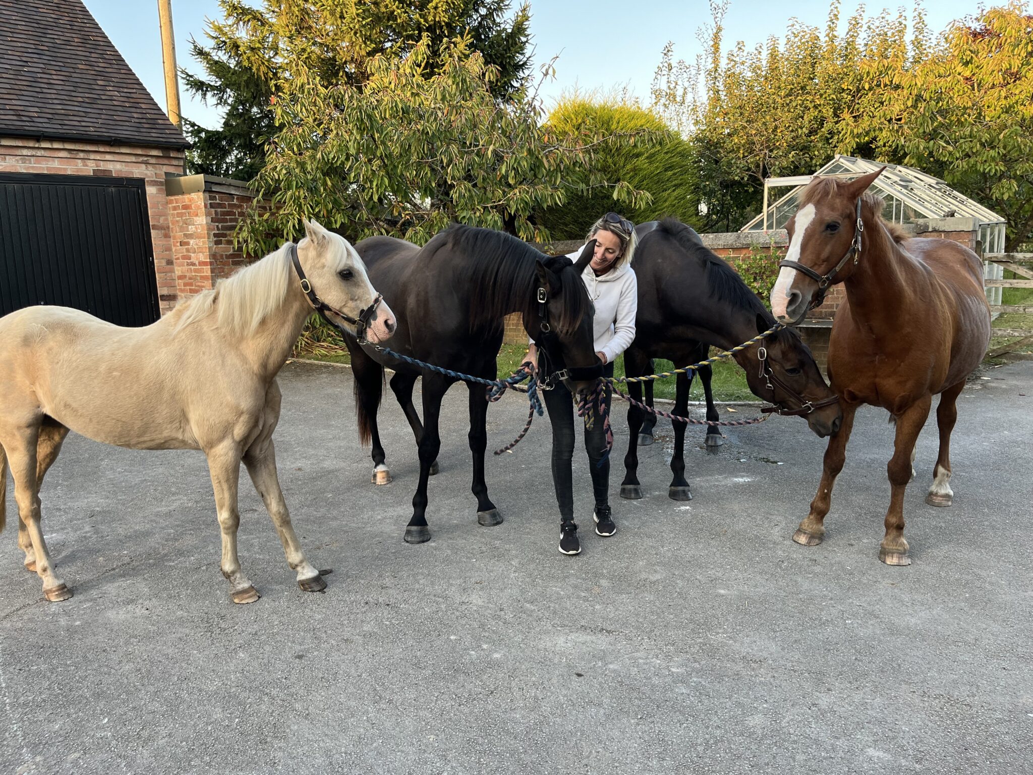 harmony through HOrses