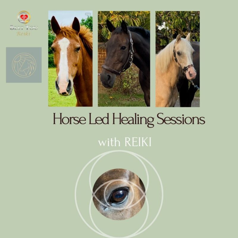 Harmony through Horses with a Horse Led Healing Session